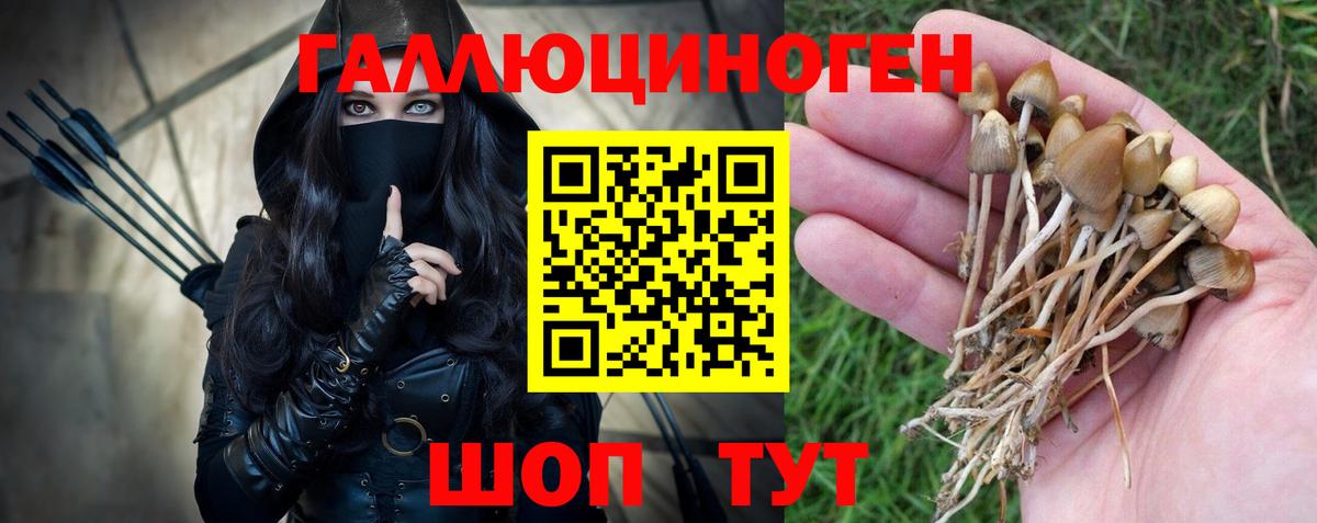 Галлюциногенные грибы Psilocybine cubensis Курчалой